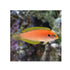 files/bpk-farm-live-stock-female-moyer-s-leopard-wrasse-40486598312166.jpg