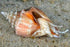 BPK Farm LIVE STOCK Fighting Conch Snail