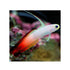 files/bpk-farm-live-stock-fire-fish-40588623904998.jpg