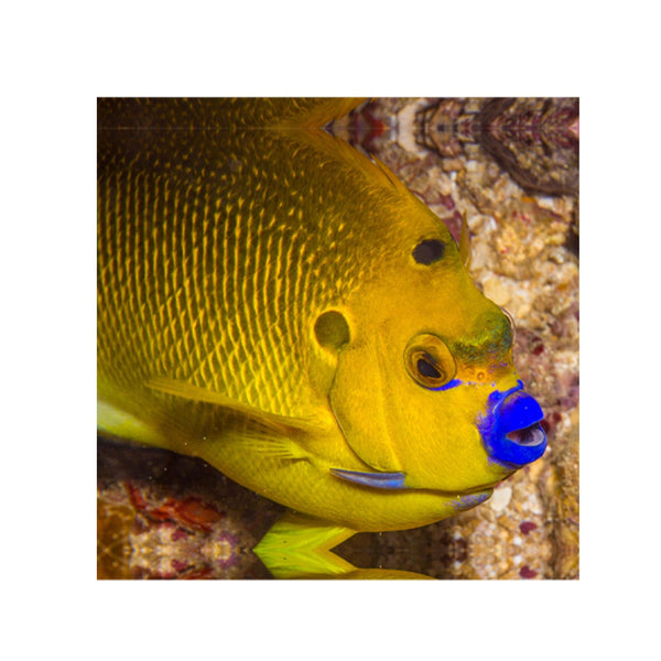 BPK Farm LIVE STOCK Flag fin Angelfish