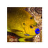 files/bpk-farm-live-stock-flag-fin-angelfish-40485907628262.jpg