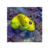 files/bpk-farm-live-stock-flag-fin-angelfish-40485907726566.jpg