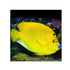 files/bpk-farm-live-stock-flag-fin-angelfish-40485907759334.jpg