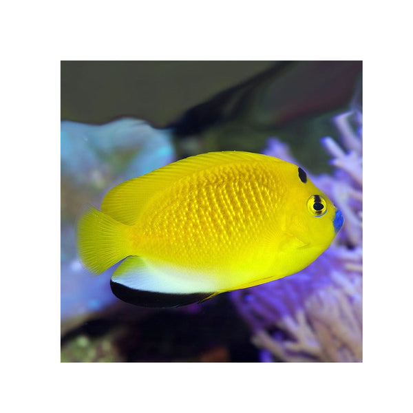 BPK Farm LIVE STOCK Flag fin Angelfish