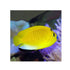 files/bpk-farm-live-stock-flag-fin-angelfish-40485907824870.jpg