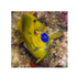 files/bpk-farm-live-stock-flag-fin-angelfish-40485907923174.jpg