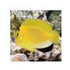 BPK Farm LIVE STOCK Flag fin Angelfish