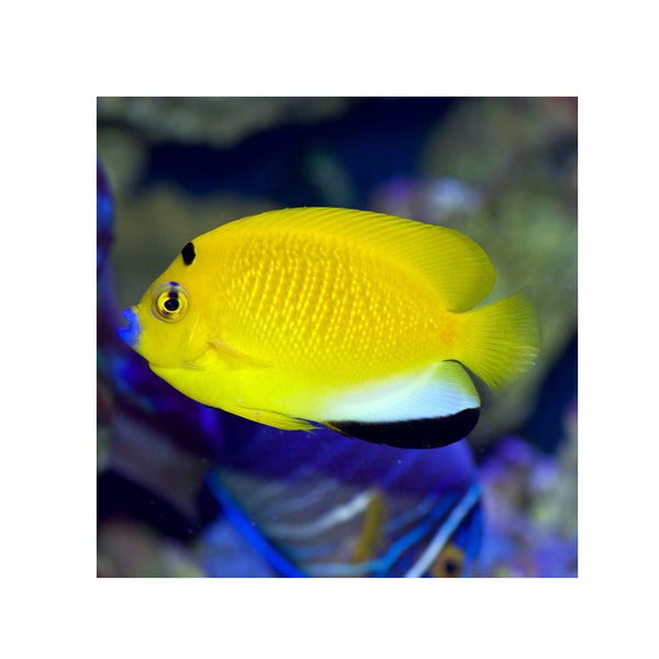 BPK Farm LIVE STOCK Flag fin Angelfish