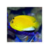 files/bpk-farm-live-stock-flag-fin-angelfish-40485907988710.jpg