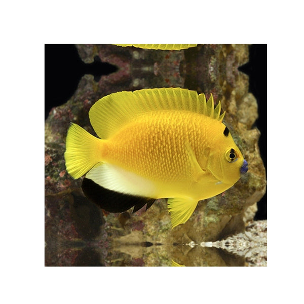 BPK Farm LIVE STOCK Flagfin Angelfish - (Apolemichthys trimaculatus)