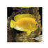 files/bpk-farm-live-stock-flagfin-angelfish-apolemichthys-trimaculatus-40485924176102.jpg