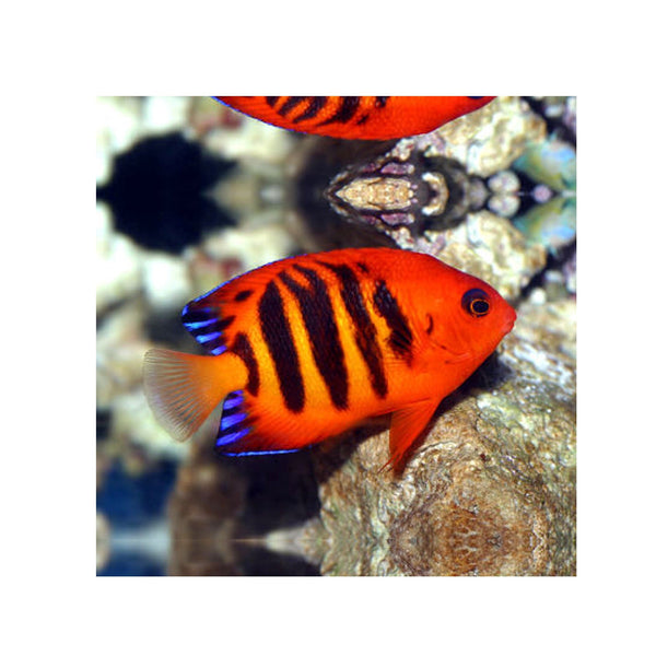 BPK Farm LIVE STOCK Flame Angelfish - (Centropyge loricula)