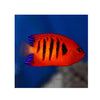 BPK Farm LIVE STOCK Flame Angelfish - (Centropyge loricula)