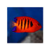 files/bpk-farm-live-stock-flame-angelfish-centropyge-loricula-40532437369062.jpg