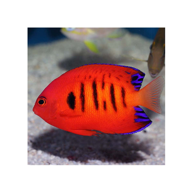 BPK Farm LIVE STOCK Flame Angelfish - (Centropyge loricula)