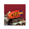 BPK Farm LIVE STOCK Flame Angelfish - (Centropyge loricula)