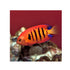 files/bpk-farm-live-stock-flame-angelfish-centropyge-loricula-40532437434598.jpg