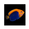 BPK Farm LIVE STOCK Flameback Angelfish