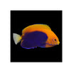 BPK Farm LIVE STOCK Flameback Angelfish - (Centropyge acanthops)