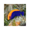 BPK Farm LIVE STOCK Flameback Angelfish - (Centropyge acanthops)