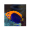 BPK Farm LIVE STOCK Flameback Angelfish - (Centropyge acanthops)