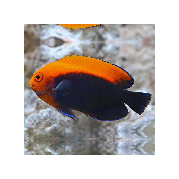 BPK Farm LIVE STOCK Flameback Angelfish - (Centropyge acanthops)