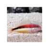 BPK Farm LIVE STOCK Freckled Hawkfish - (Paracirrhites forsteri)