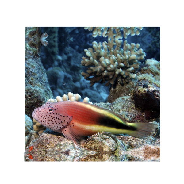 BPK Farm LIVE STOCK Freckled Hawkfish - (Paracirrhites forsteri)