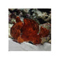 Red/Orange Angler - Antennarius sp.