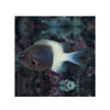 BPK Farm LIVE STOCK Chromis Half Half