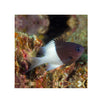 BPK Farm LIVE STOCK Chromis Half Half