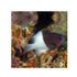 files/bpk-farm-live-stock-half-and-half-chromis-pycnochromis-iomelas-40616579006694.jpg