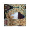 BPK Farm LIVE STOCK Chromis Half Half