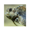 BPK Farm LIVE STOCK Jewelled Blenny