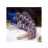 files/bpk-farm-live-stock-jewelled-blenny-40617323561190.jpg