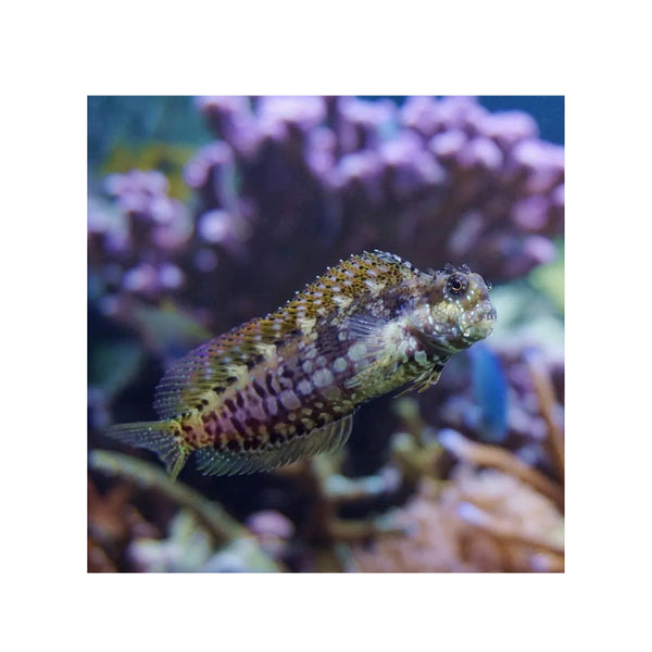 BPK Farm LIVE STOCK Jewelled Blenny