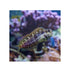 files/bpk-farm-live-stock-jewelled-blenny-40617323626726.jpg