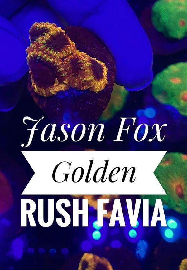 BPK Farm LIVE STOCK JF Gold Rush Favia