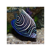 BPK Farm LIVE STOCK Juvenile Emperor Angelfish -  (Pomacanthus imperator)