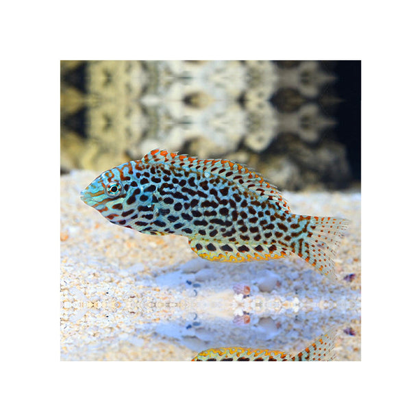 BPK Farm LIVE STOCK Leopard Wrasse