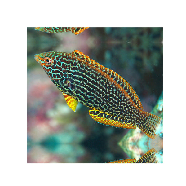 BPK Farm LIVE STOCK Leopard Wrasse