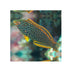 files/bpk-farm-live-stock-leopard-wrasse-40517412028646.jpg