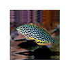 BPK Farm LIVE STOCK Leopard Wrasse