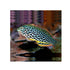 files/bpk-farm-live-stock-leopard-wrasse-40517412061414.jpg