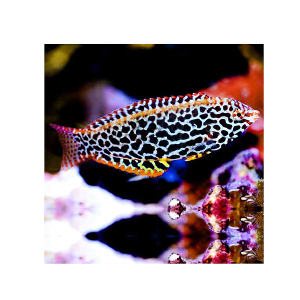 BPK Farm LIVE STOCK Leopard Wrasse