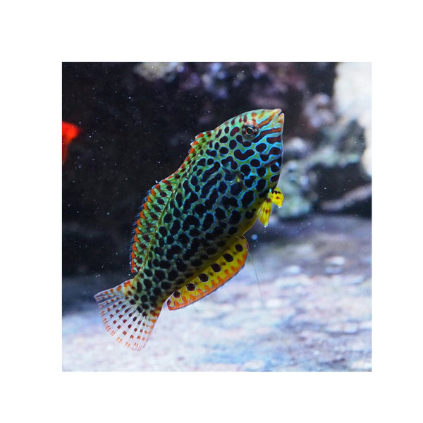 BPK Farm LIVE STOCK Leopard Wrasse