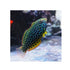 files/bpk-farm-live-stock-leopard-wrasse-40517412126950.jpg