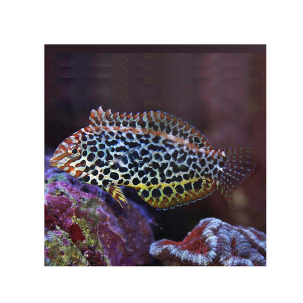 BPK Farm LIVE STOCK Leopard Wrasse