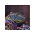 files/bpk-farm-live-stock-leopard-wrasse-40517412159718.jpg