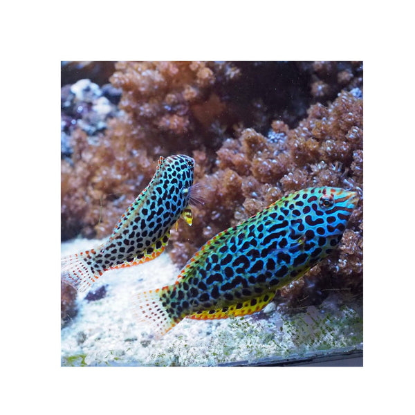 BPK Farm LIVE STOCK Leopard Wrasse